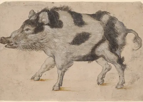 Zeichnung eines Wildschweins